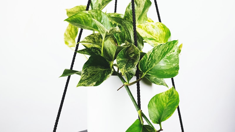 世界杯足球赛高清直播画面 - 球迷挥舞旗帜庆祝进球